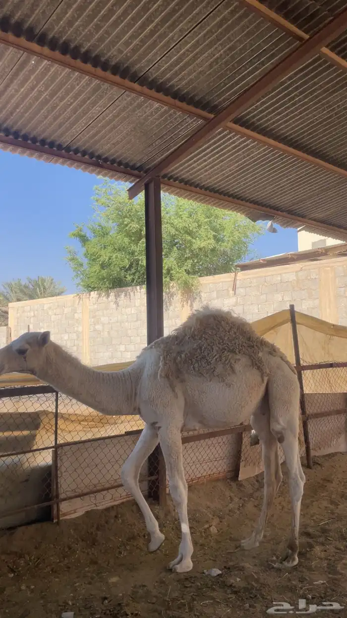 قعود قصب عمره 8 شهور 1