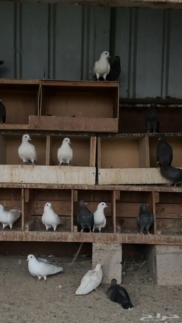 حمام صنعاني شيبه 2