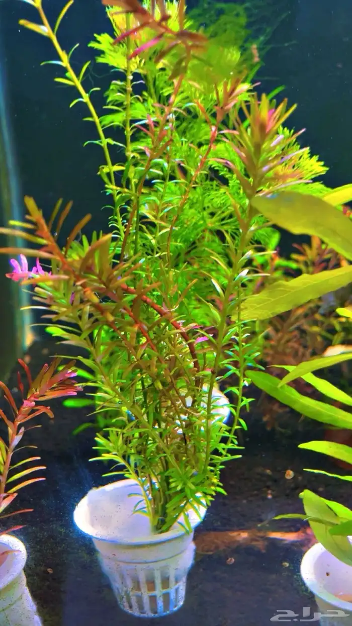 نباتات مائية لاحواض السمك المزروع 11