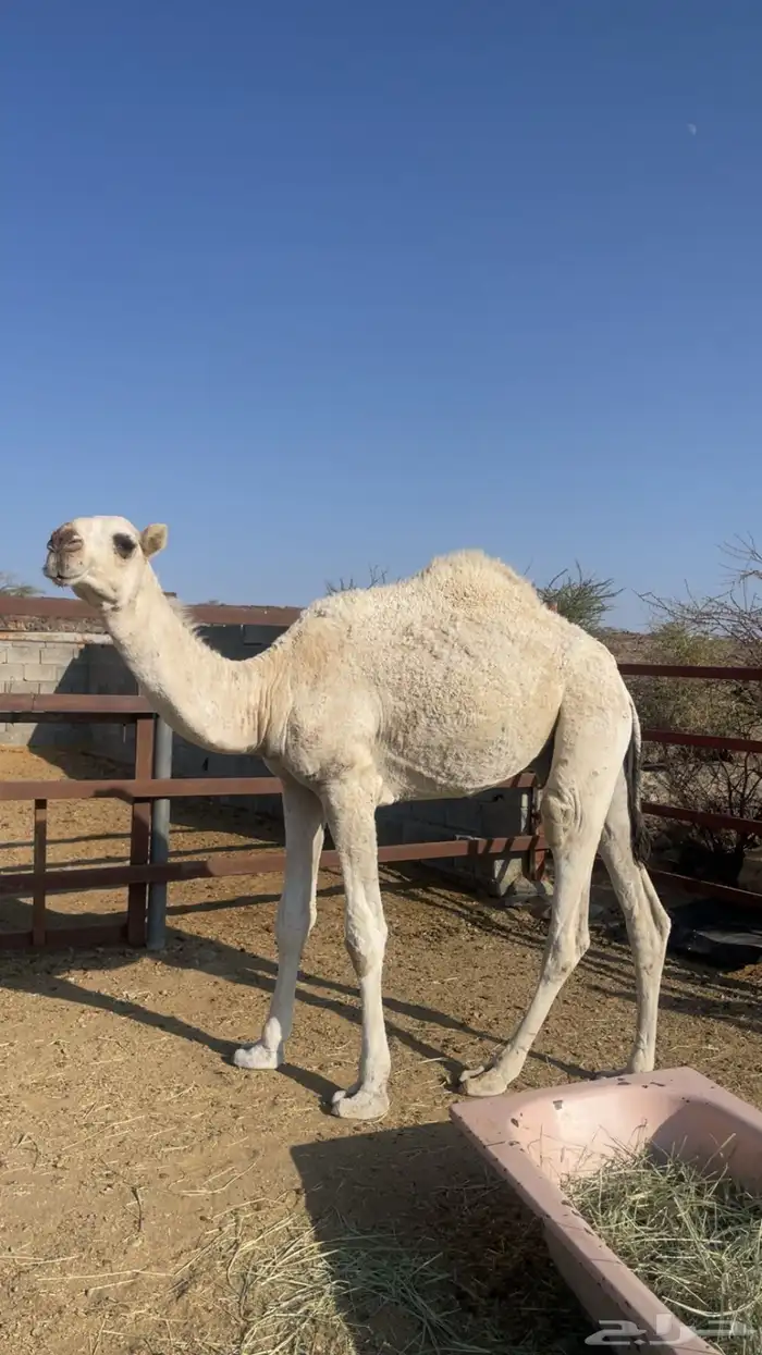 قعود بلدي مقفل ( تم البيع) 1