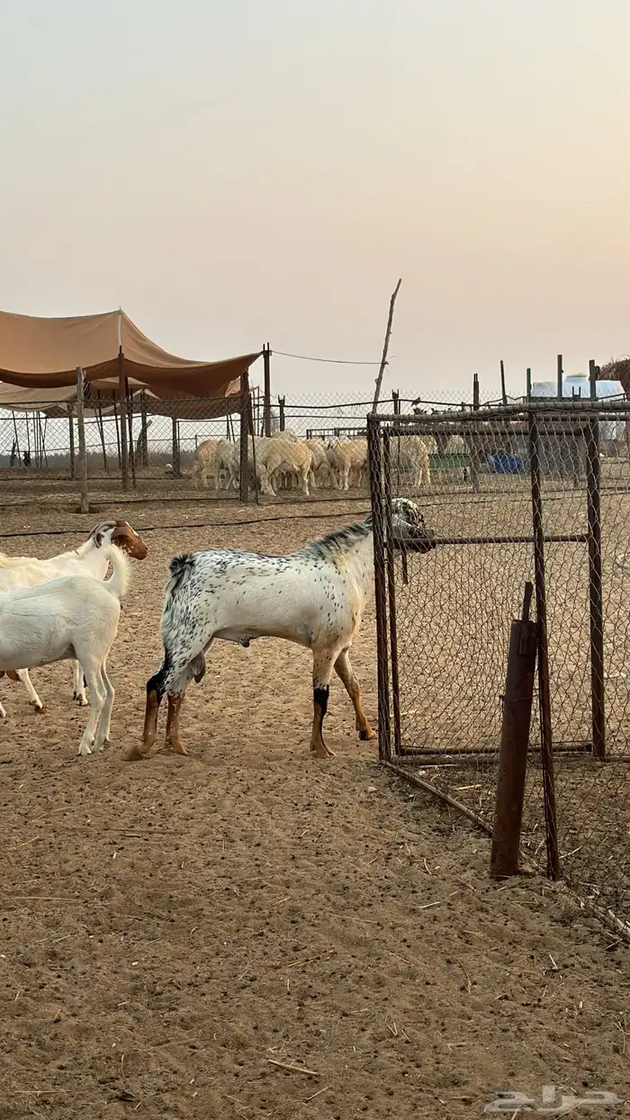 فحل جدع عمره 8 شهور 1