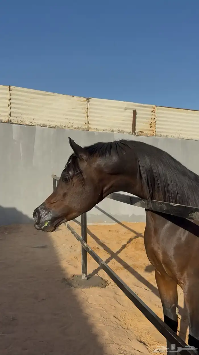 فحل متاح للتشبيه شامخ العناية 0