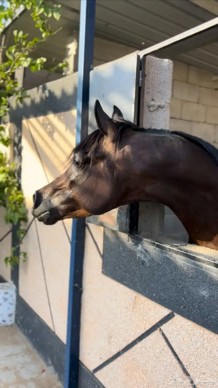 فحل متاح للتشبيه شامخ العناية 2