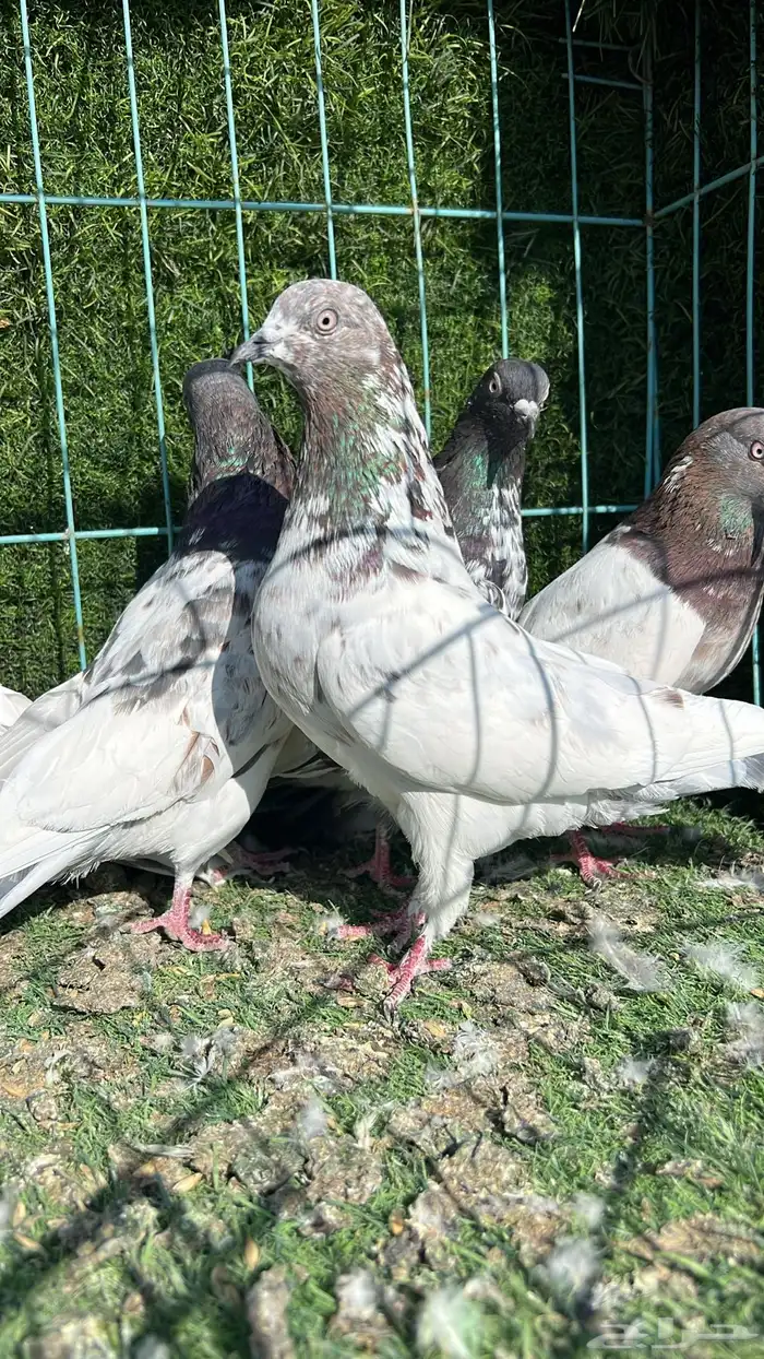 حمام باكستاني 3