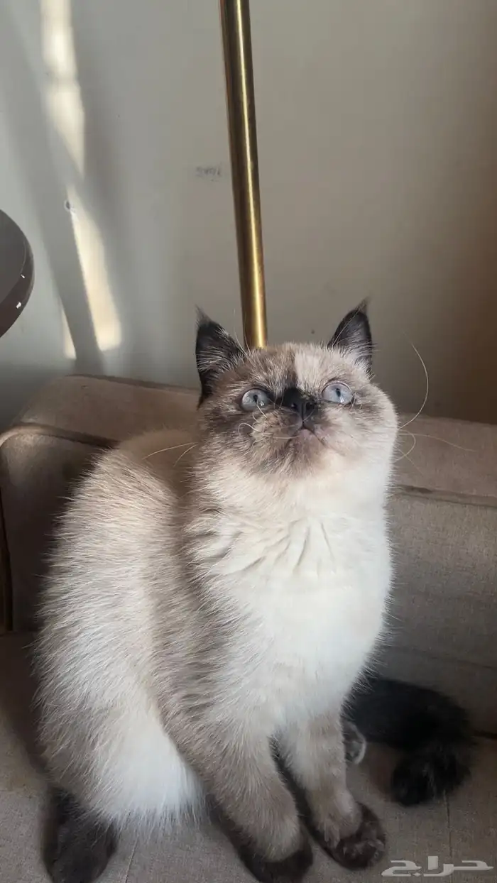 قط ضايعة فا الدمام الشعلة 0
