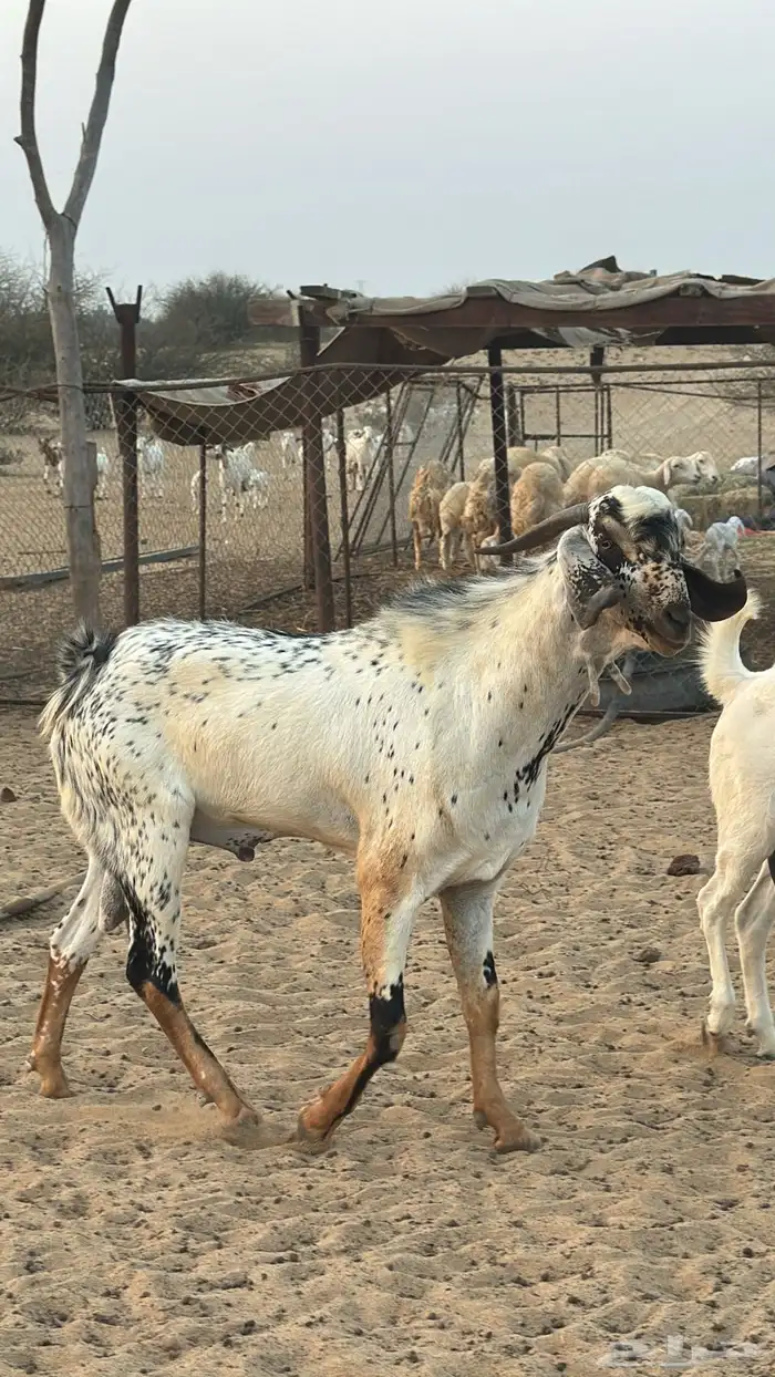 فحل جدع عمره 8 شهور 0