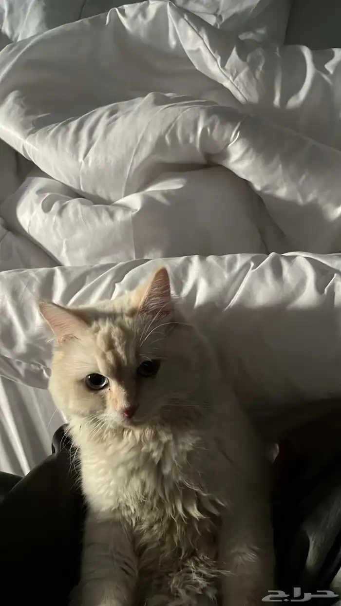 قط ذكر هجين شيرازي وهملايا 0