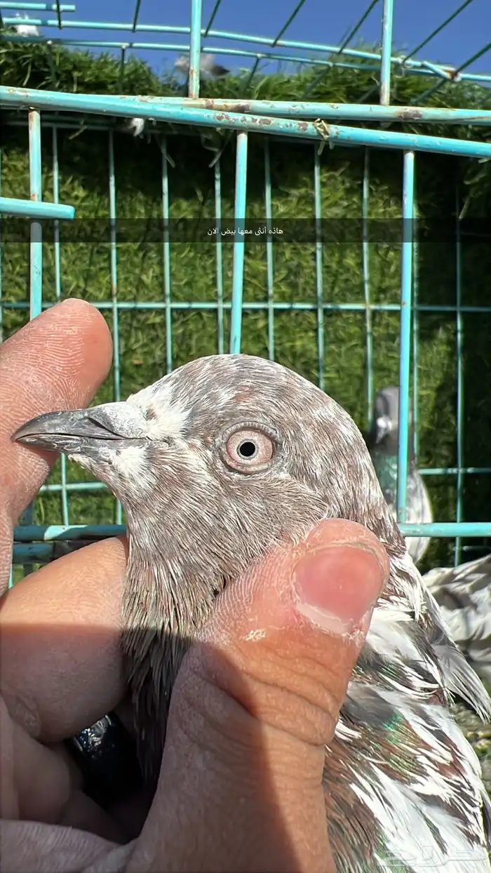 حمام باكستاني 12