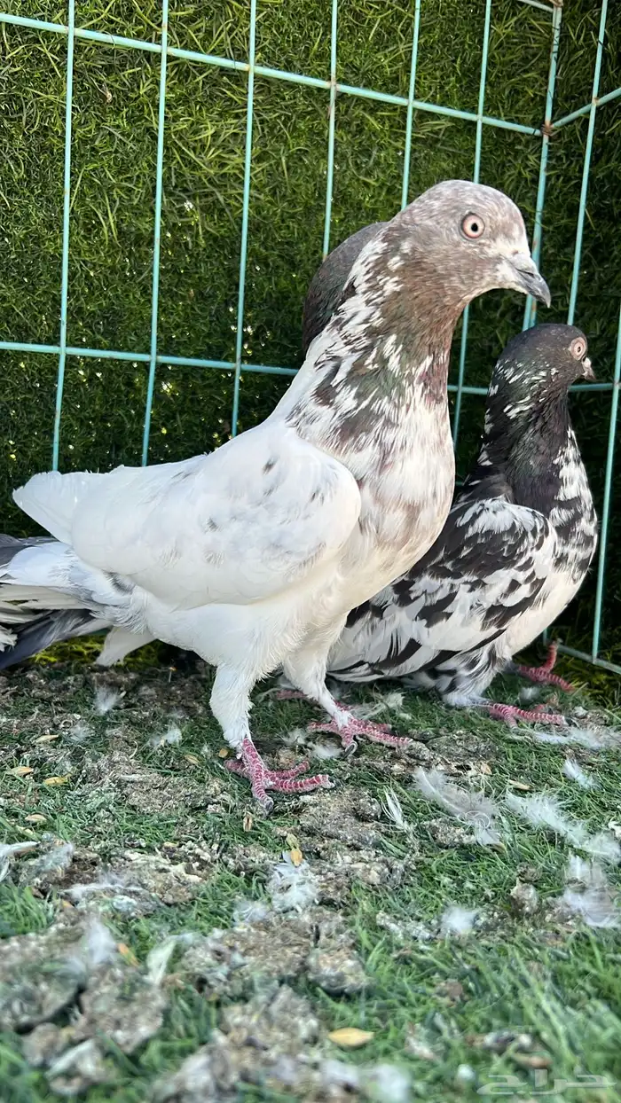 حمام باكستاني 5