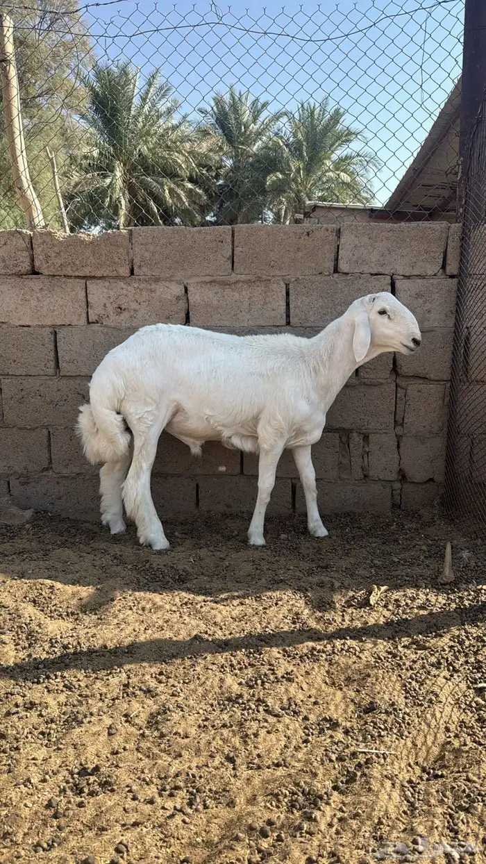 طلي فحل صنف الصنف مشروط ينسف 0