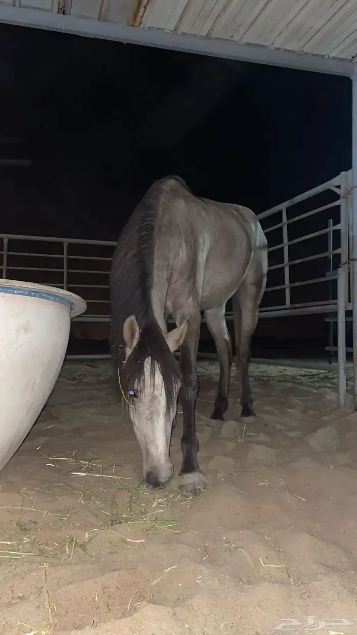 حصان جزيري 1