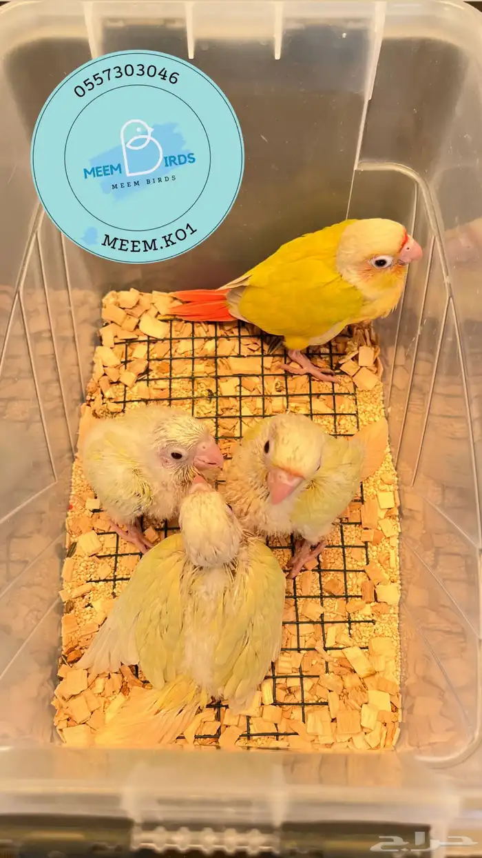 فروخ كنيور صن شيك ومون شيك 3