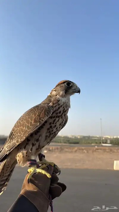 وكريه للبيع index