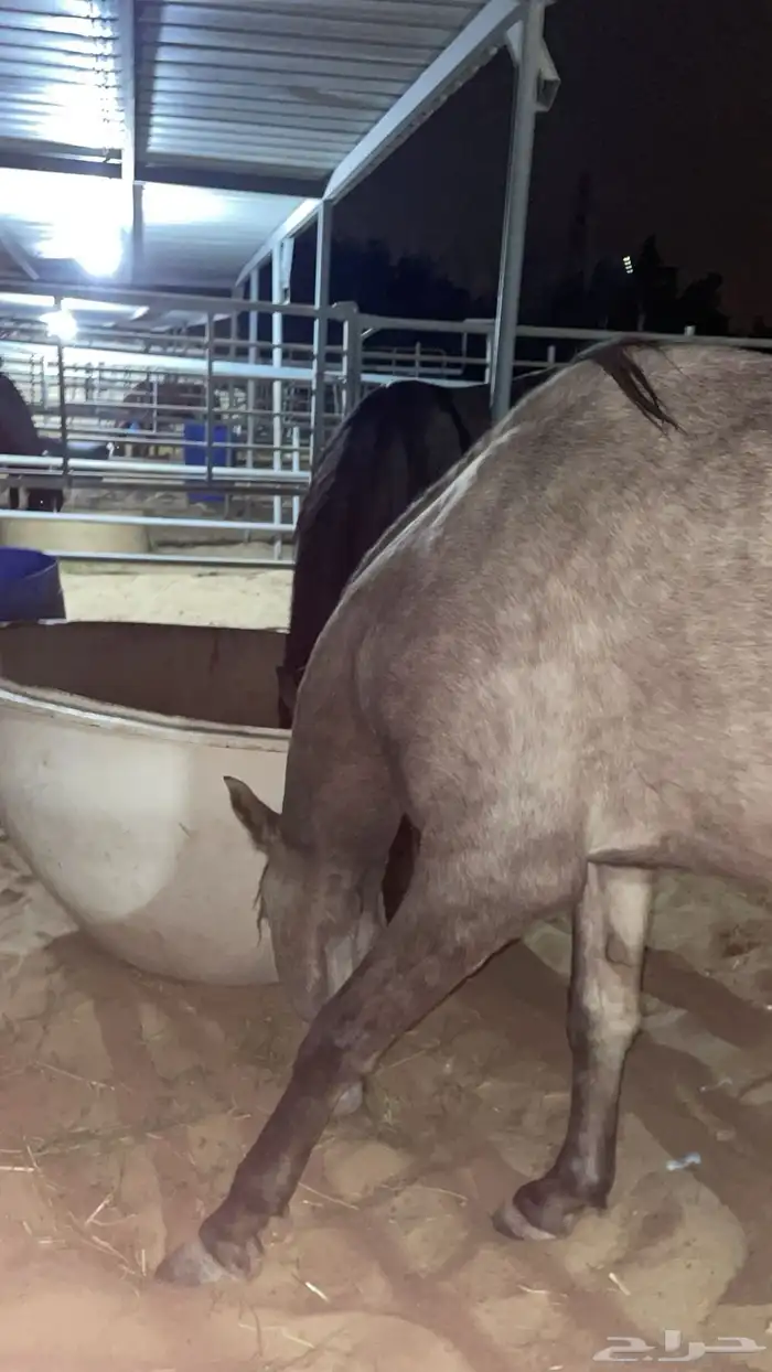 حصان جزيري 2