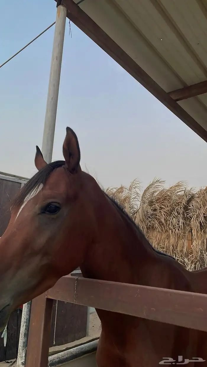 حصان عربي واهو 3