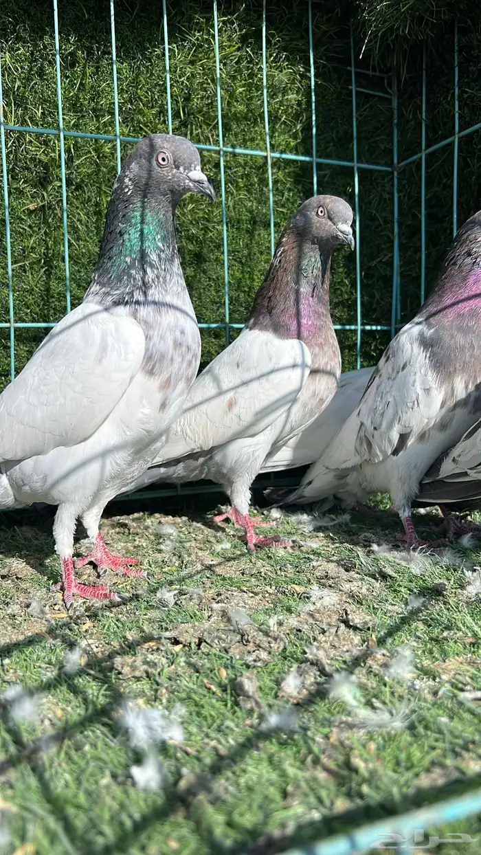 حمام باكستاني 1