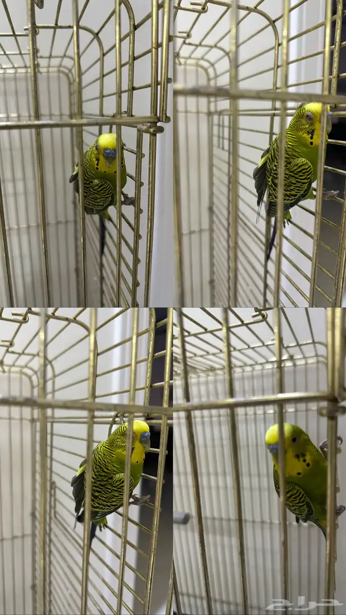 مفقود ببغاء درة 0