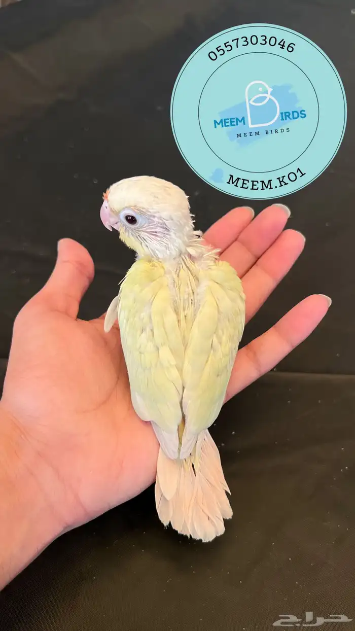 فروخ كنيور صن شيك ومون شيك 0