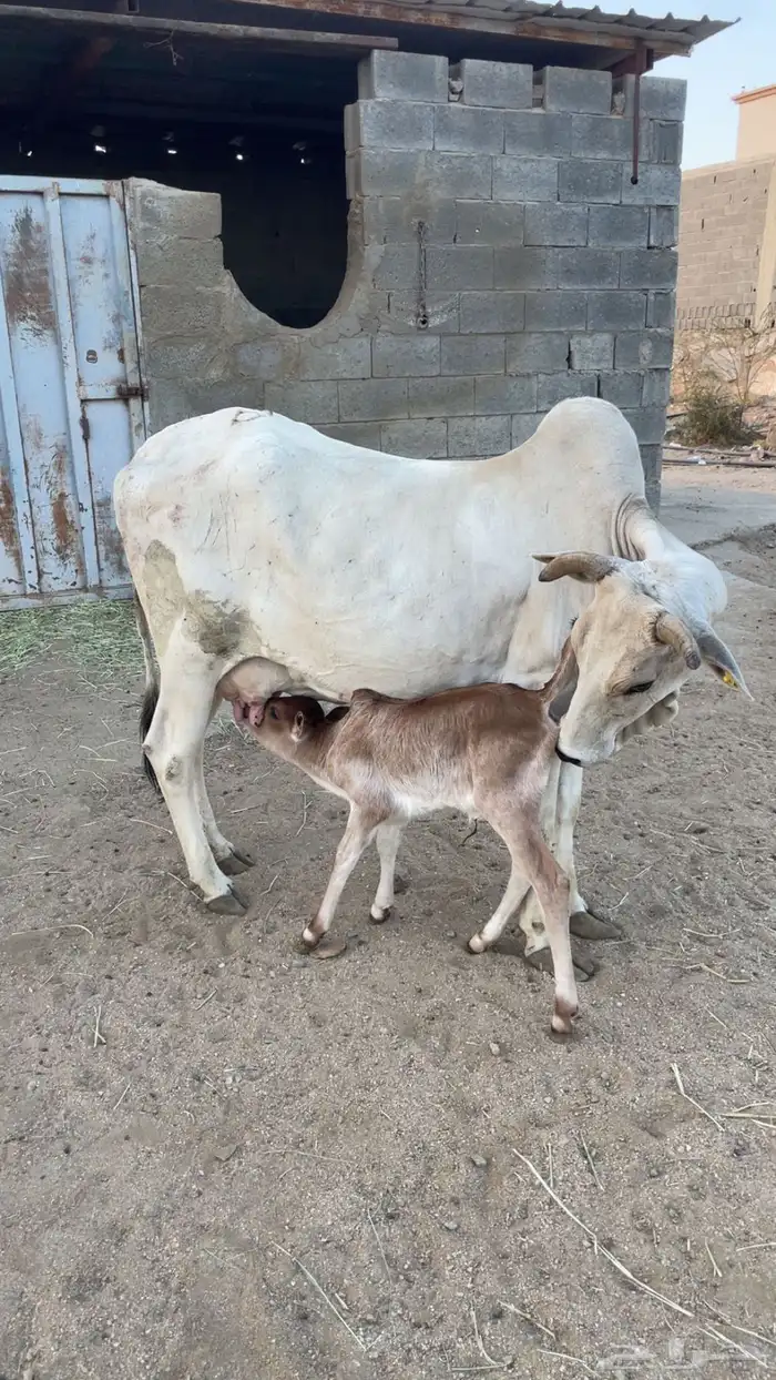 بقره بلدية ناتج كفو 2