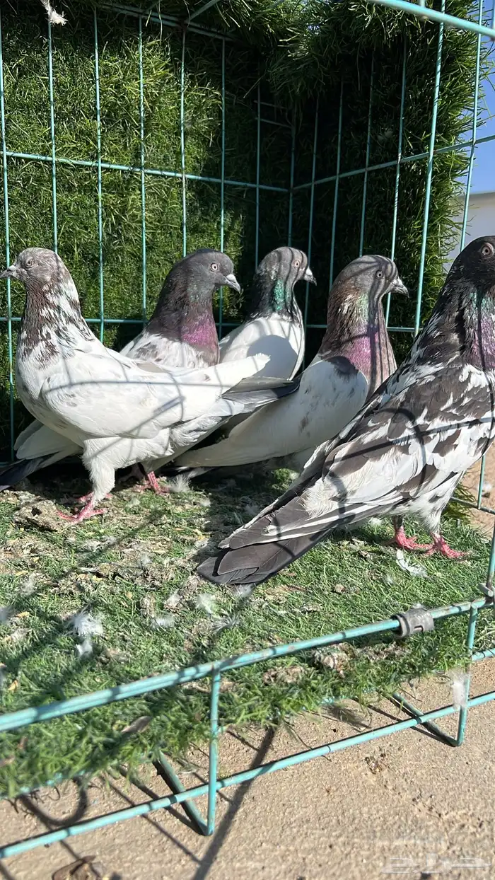 حمام باكستاني 9