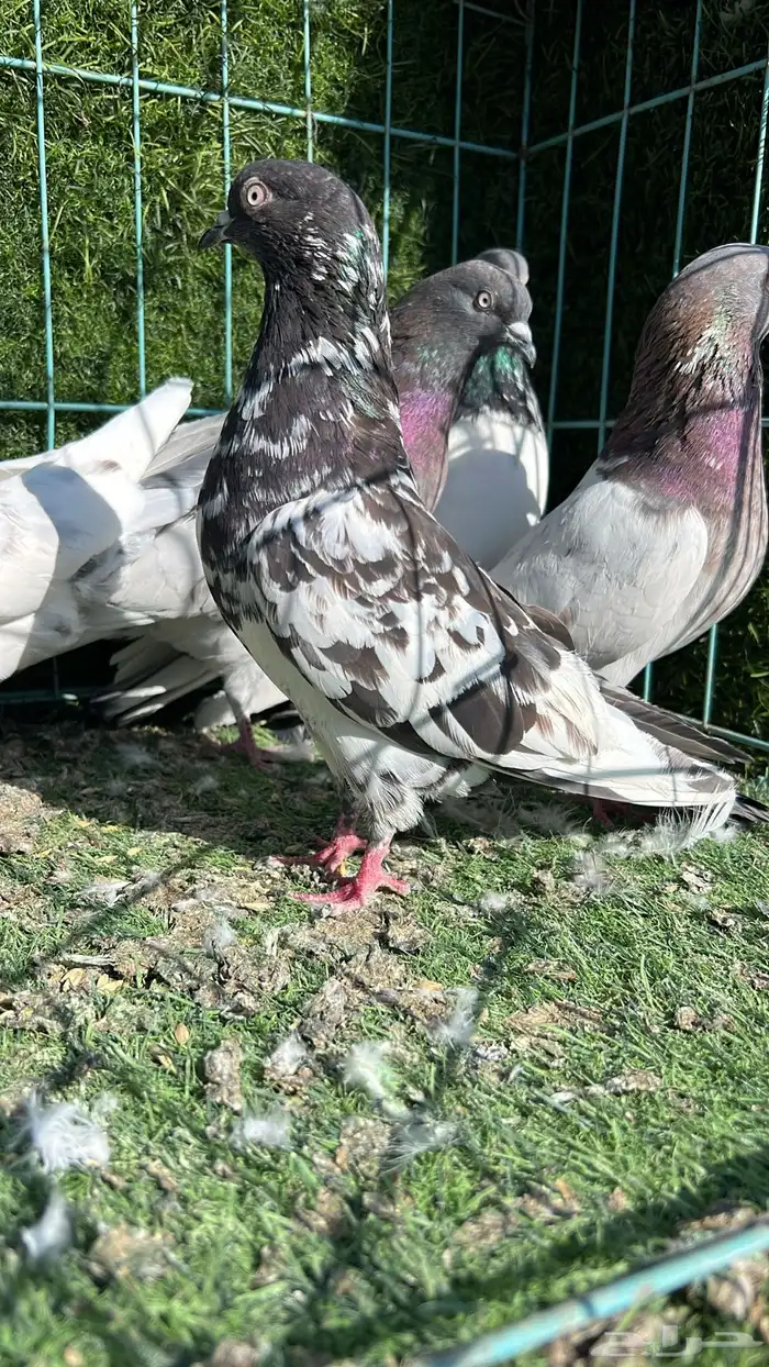 حمام باكستاني 10