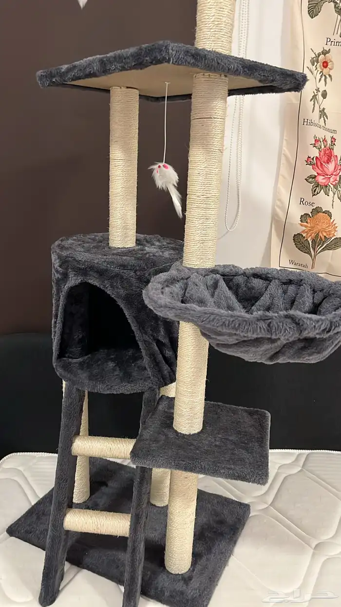 خداشه للقطط 0