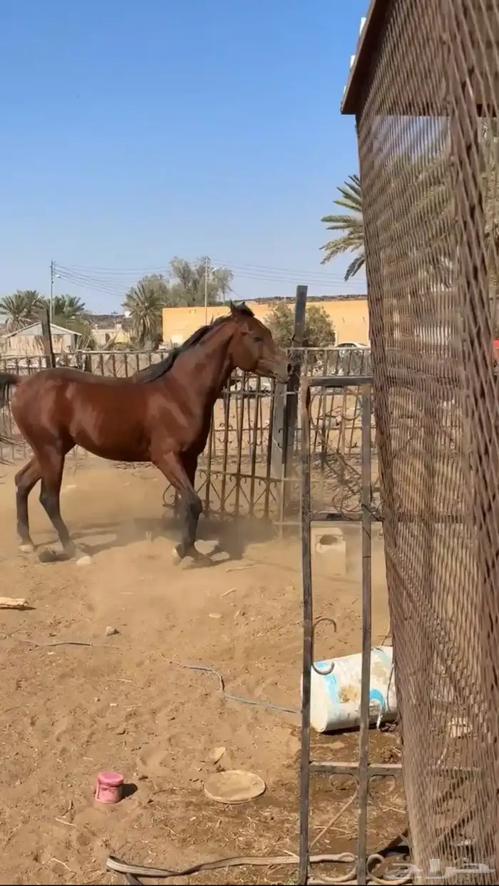 حصان حفيد مجد آريان 0