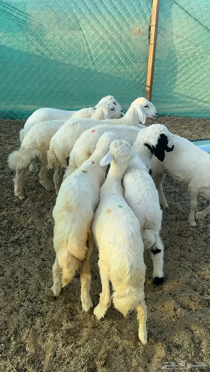 ذبايح خرفان 1