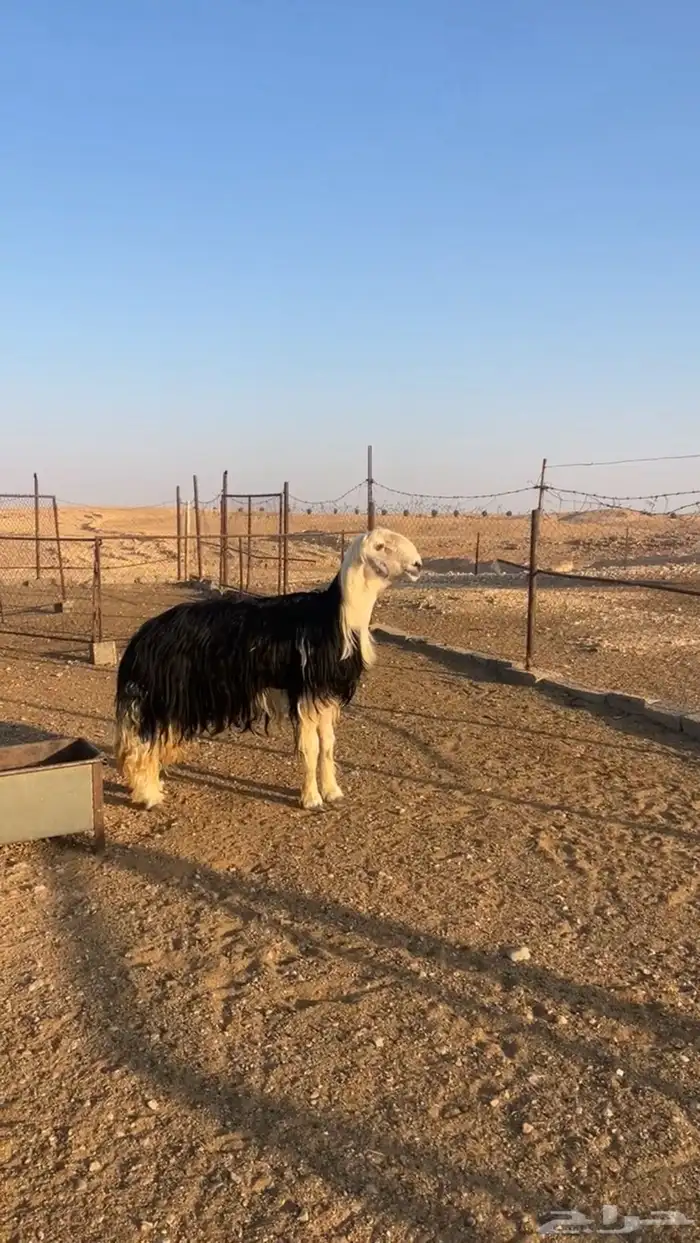 فحل نجدي فاخر 0