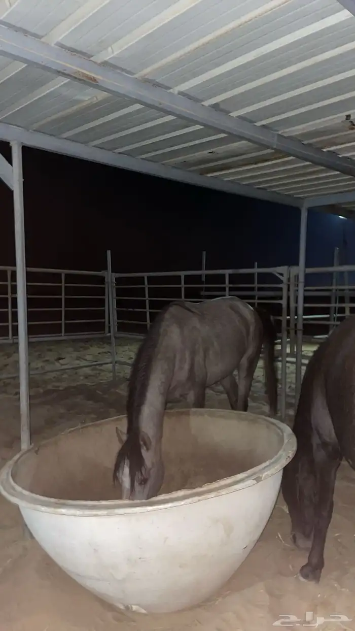 حصان جزيري 5