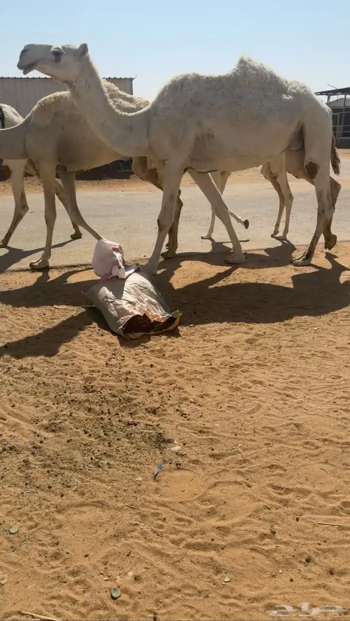 لقحه عل الحاكم الي عند الحربي سنه شاق 1