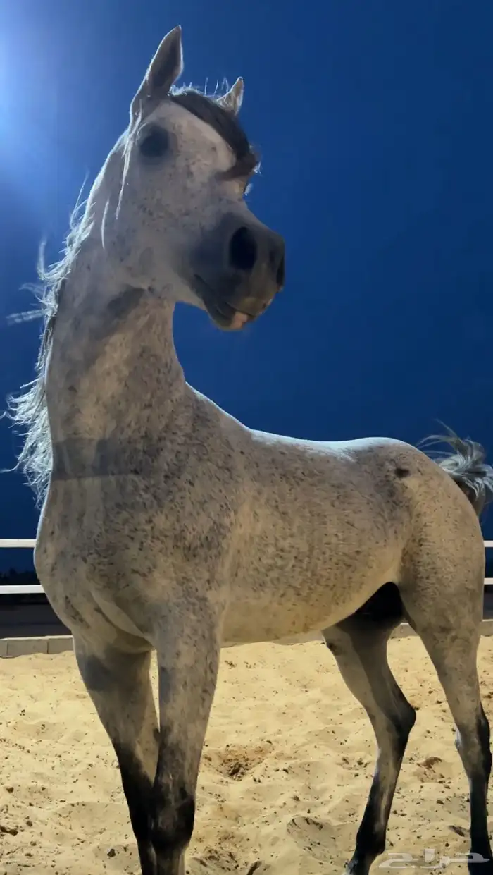 للبيع حصان واهو جمال 2