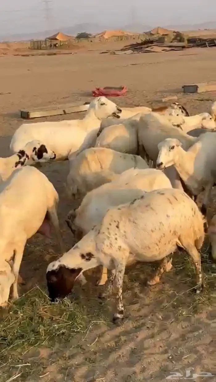 ضان رفيديات دفيع ونظيفه 2