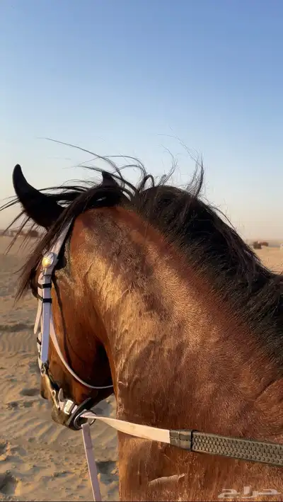 حصان عربي واهو index