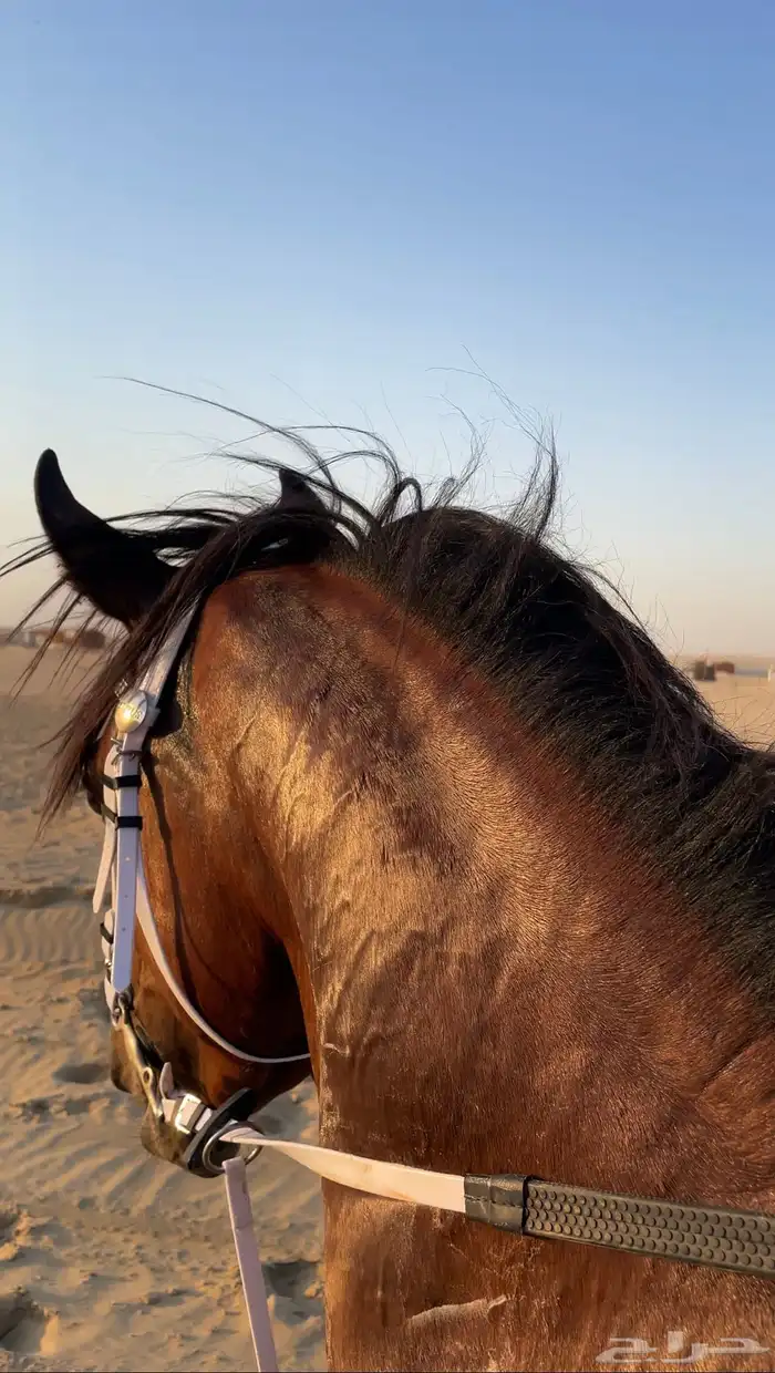 حصان عربي واهو 1