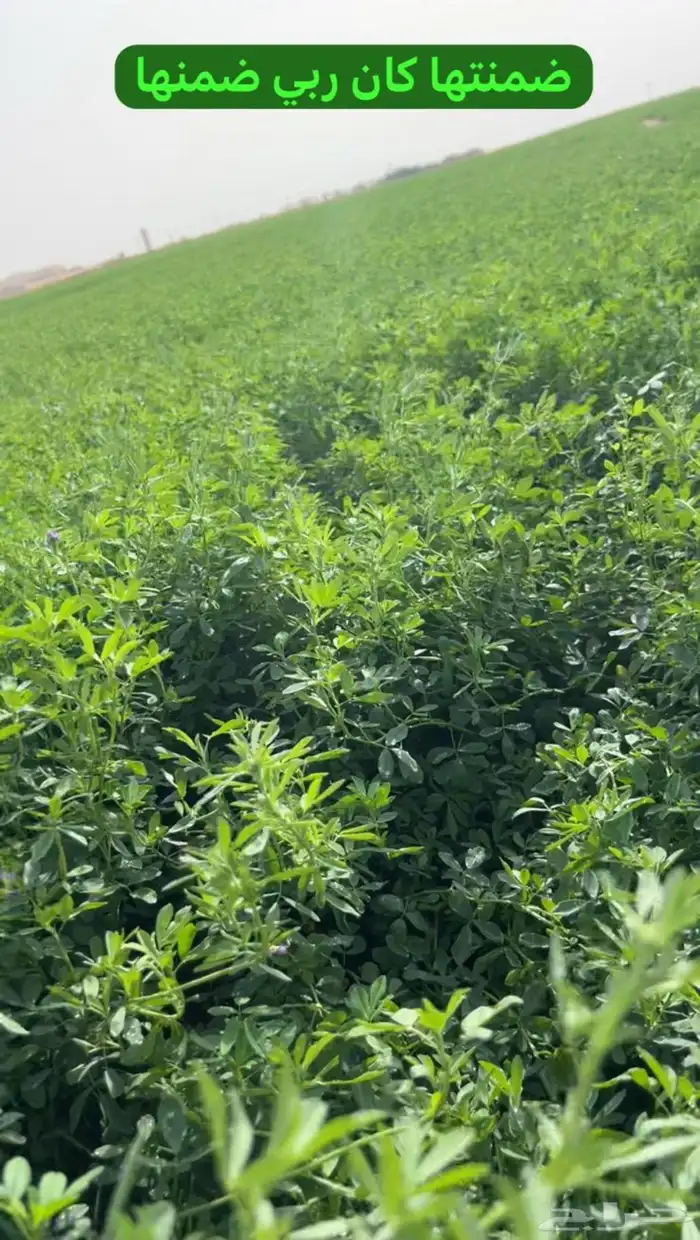 بذار برسيم سر الصحراء المعتمد 10