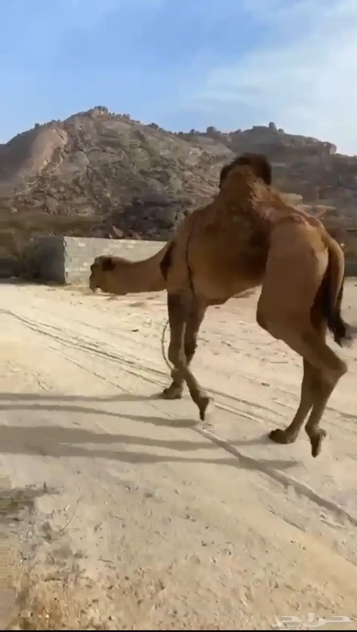 ساحلي فحل طالع نابه 0