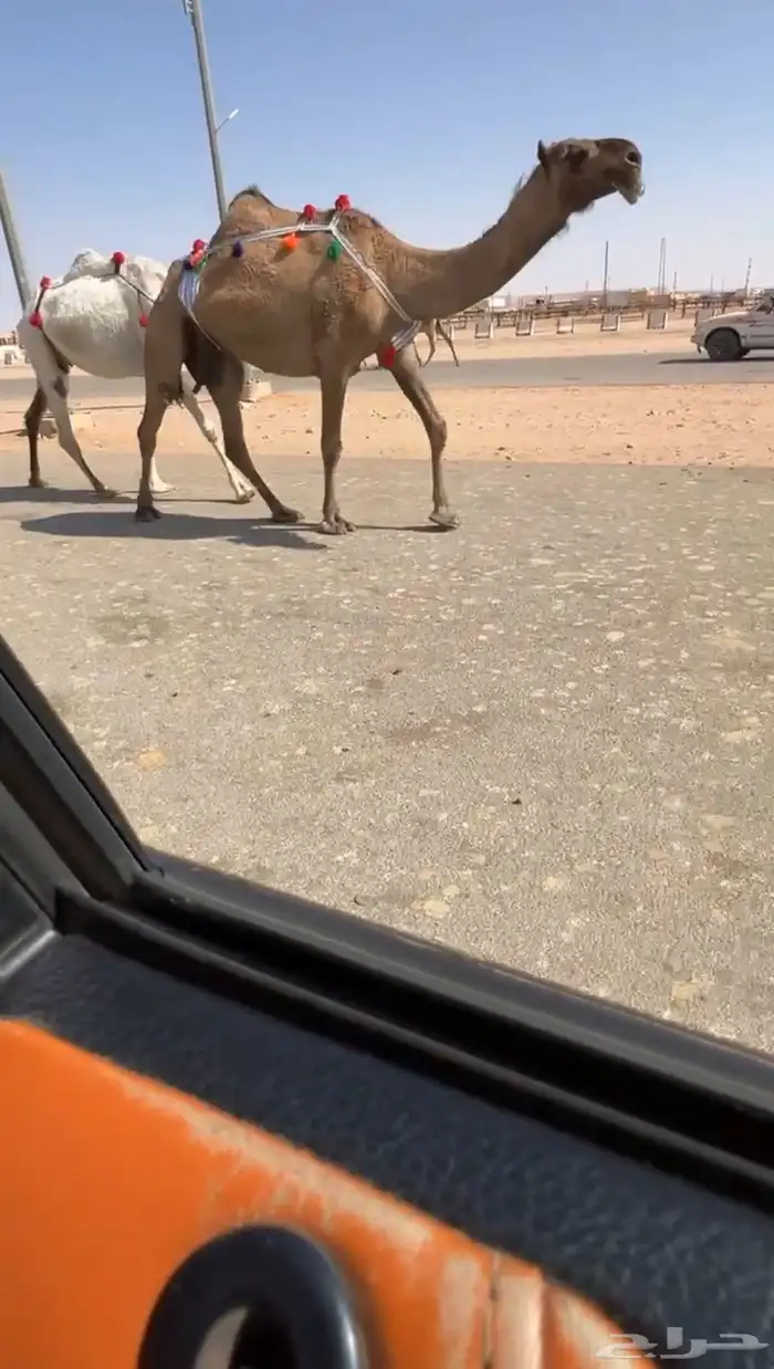 لقحه صفرا على بعير اوضح للبيع 2