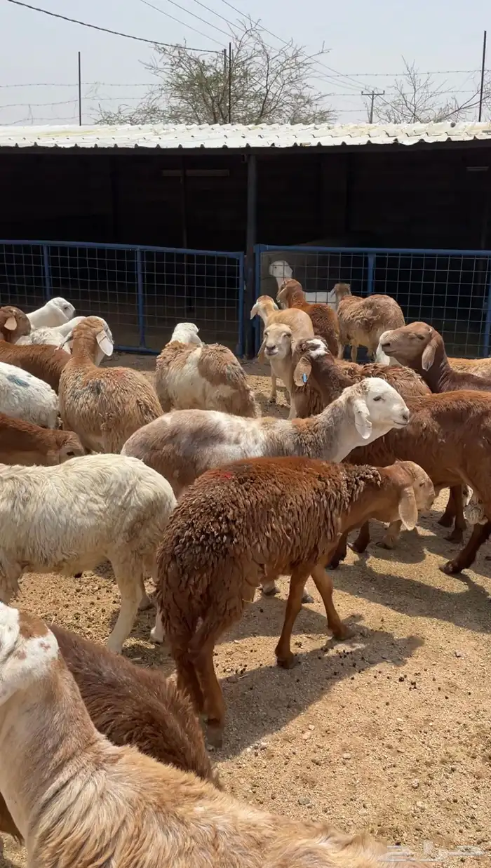 ذبائح طليان سواكن ورفيديات تربيه وحريات رقم واحد 13