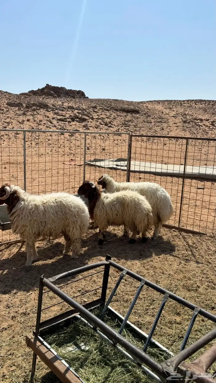 خرفان نعيم فل شحم 1