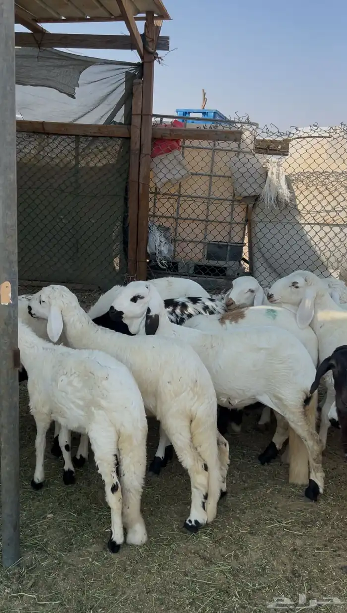 رخال سواكن طيبه تأسيس مراح 3