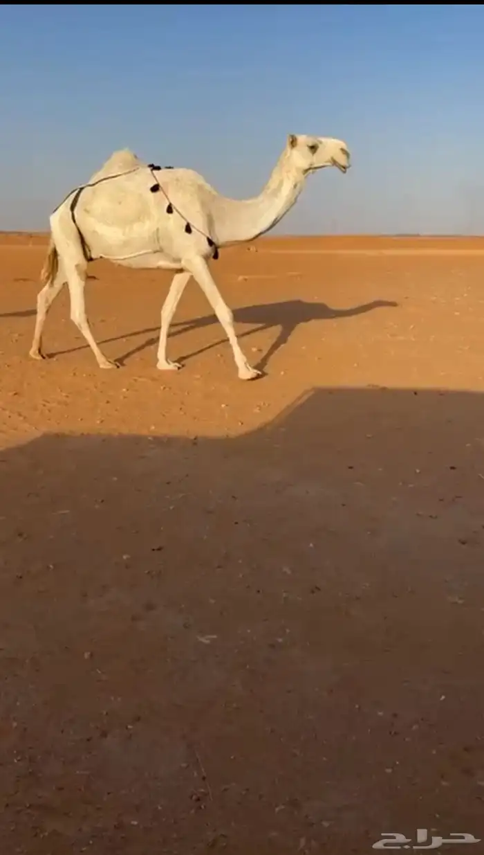 ضريبه 1
