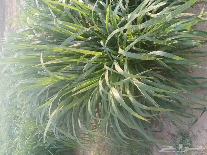 السلام عليكم ورحمه الله وبركاته يوجل لدينا شتلات نيب الفيل 1