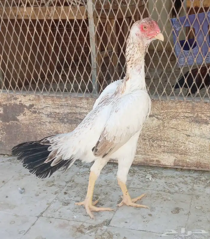 شامو ياباني 2