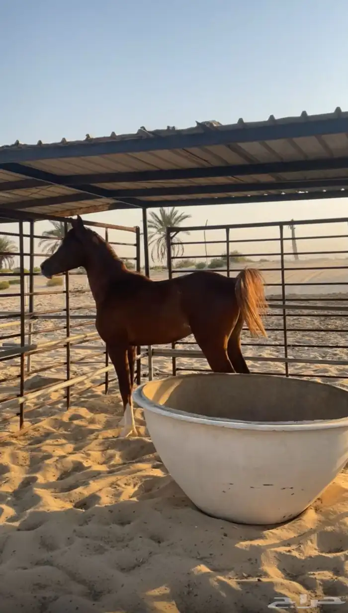 حصان مصري شعبي 2