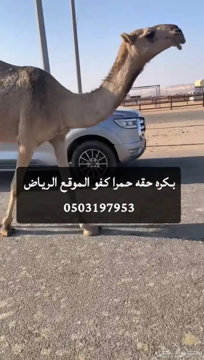 بكره حقه حمرا كفو 0