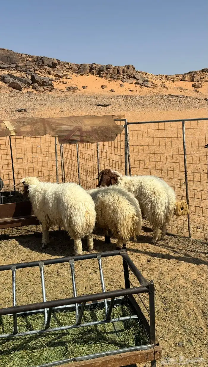 خرفان نعيم فل شحم 0