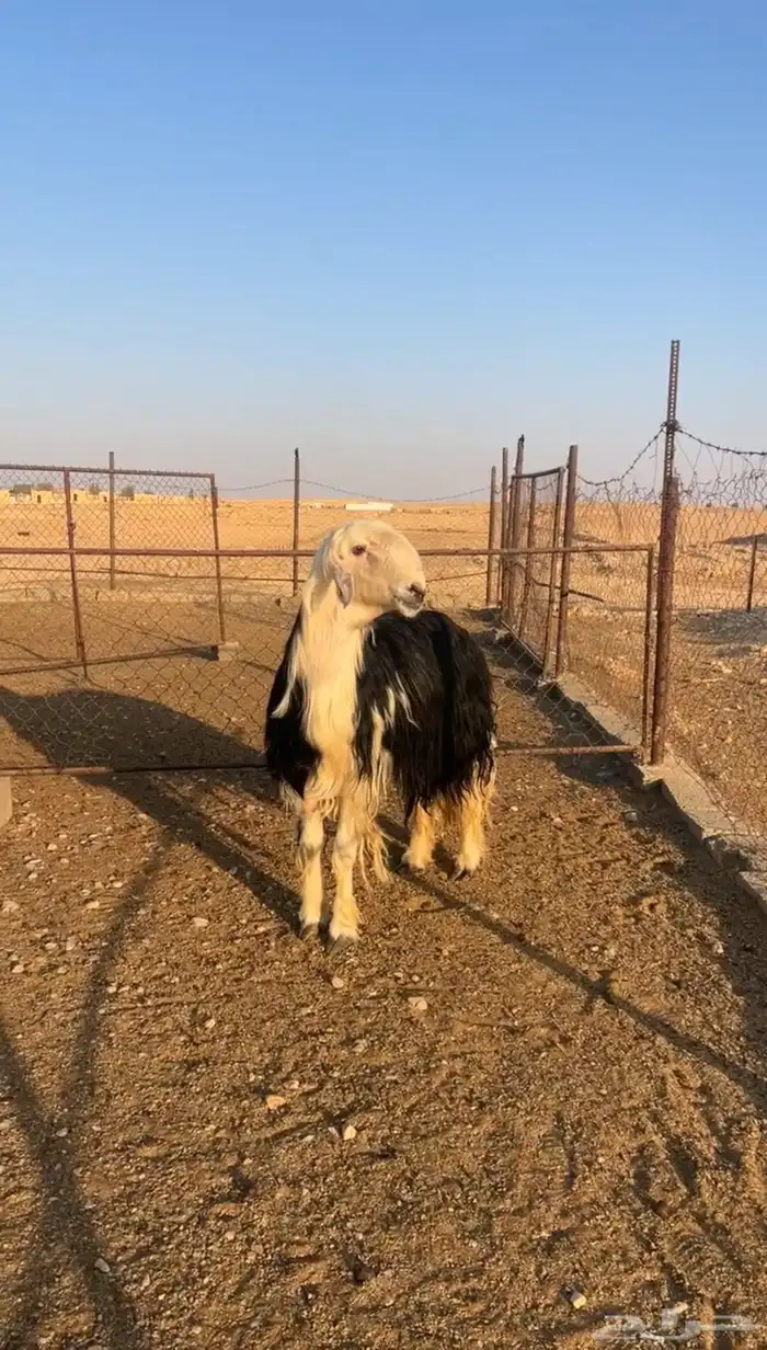 فحل نجدي فاخر 3