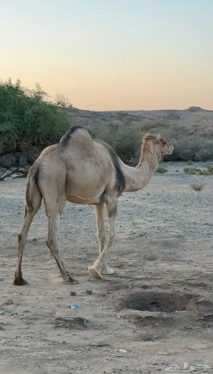 ناقه حايل بريه 0