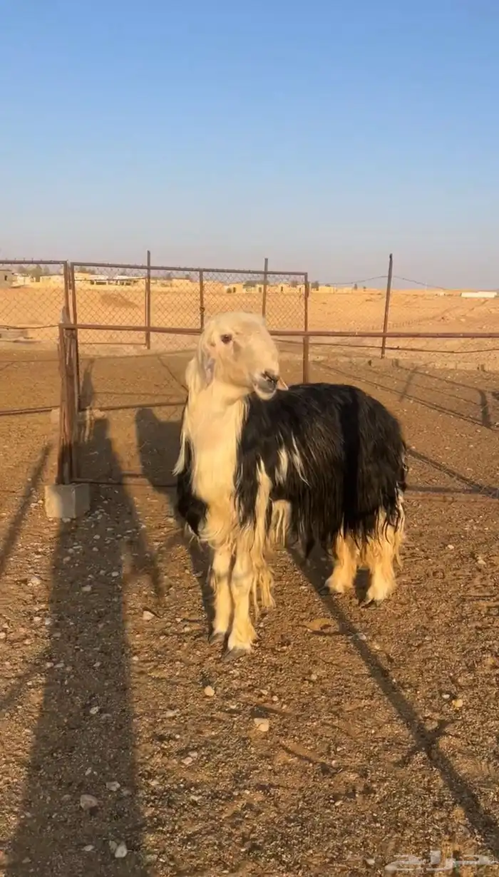 فحل نجدي فاخر 1